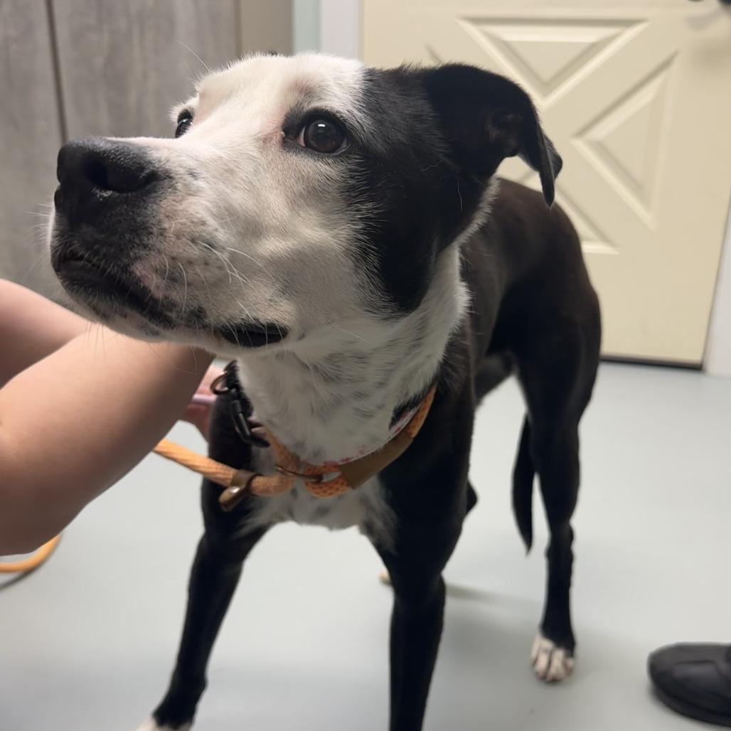 Treasure, Adoptable, Adult Female Mixed Breed.