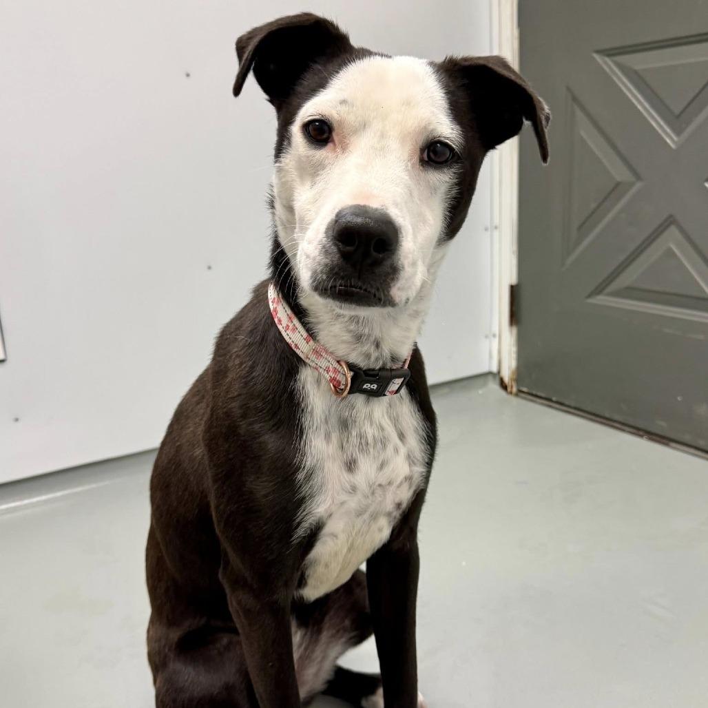 Enlarge Treasure, a Adoptable Mixed Breed in Saint Charles, MO image 2/6