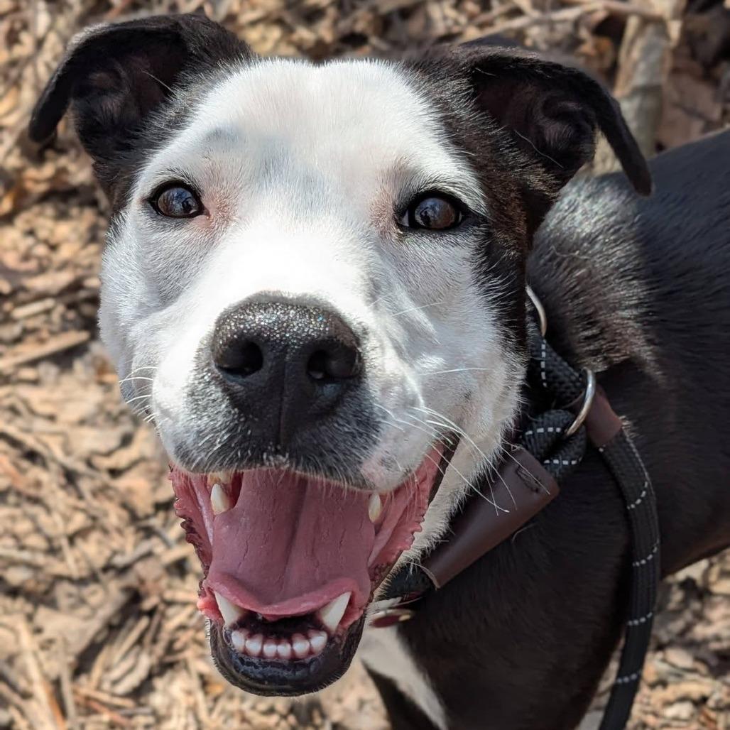 Enlarge Treasure, a Adoptable Mixed Breed in Saint Charles, MO image 3/6
