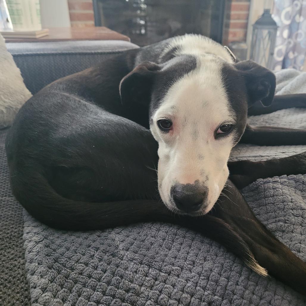 Enlarge Treasure, a Adoptable Mixed Breed in Saint Charles, MO image 4/6