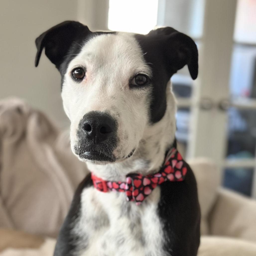 Enlarge Treasure, a Adoptable Mixed Breed in Saint Charles, MO image 5/6