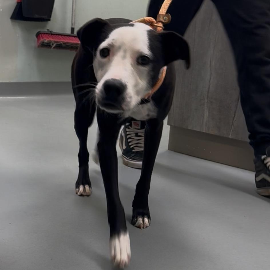 Enlarge Treasure, a Adoptable Mixed Breed in Saint Charles, MO image 6/6