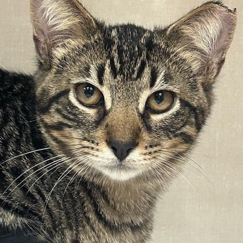 Enlarge Male Brown Tabby, a ADOPTABLE Domestic Short Hair in Farmingville, NY image 1/1
