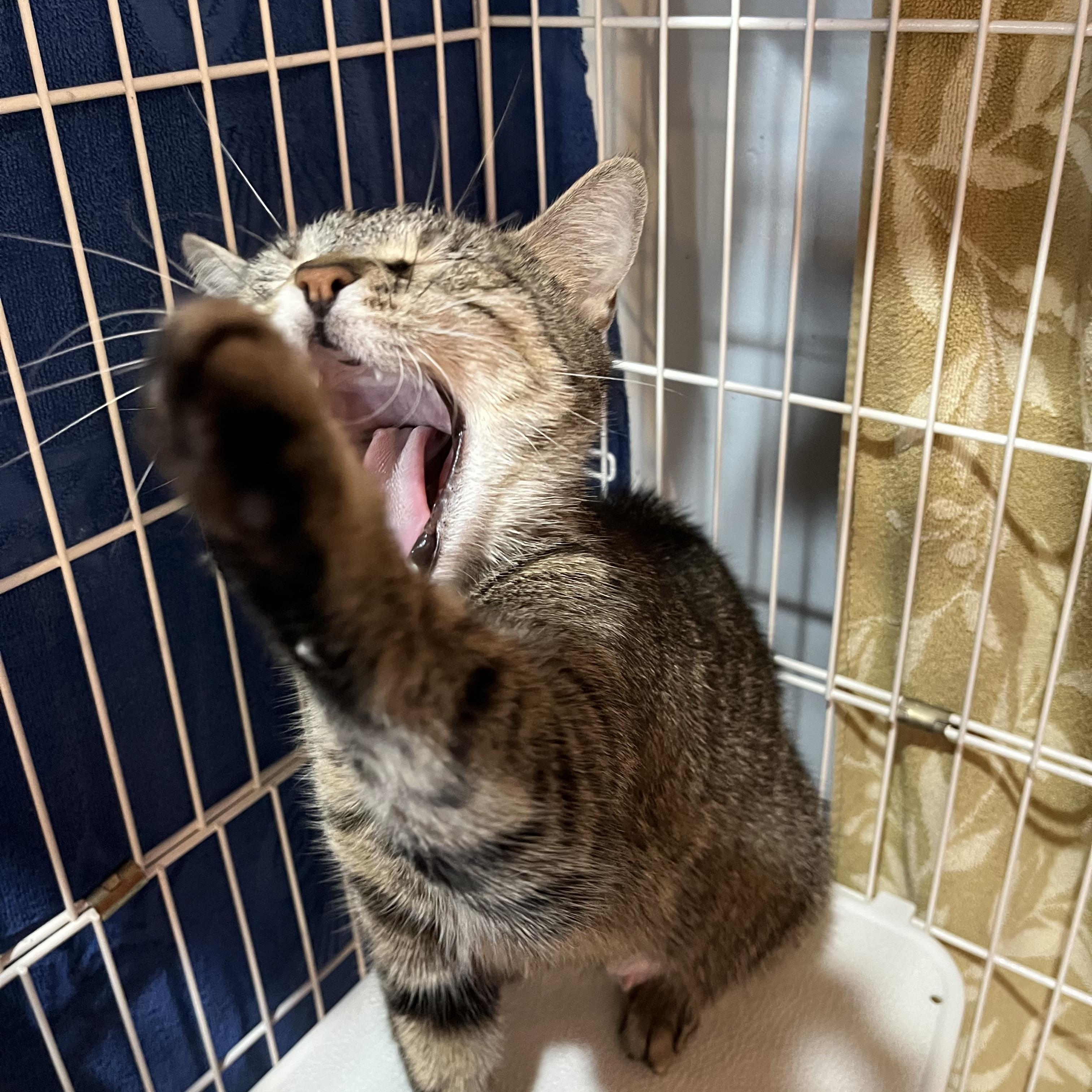 Michelle, an adopted Domestic Short Hair in Salisbury, MA image 2/5