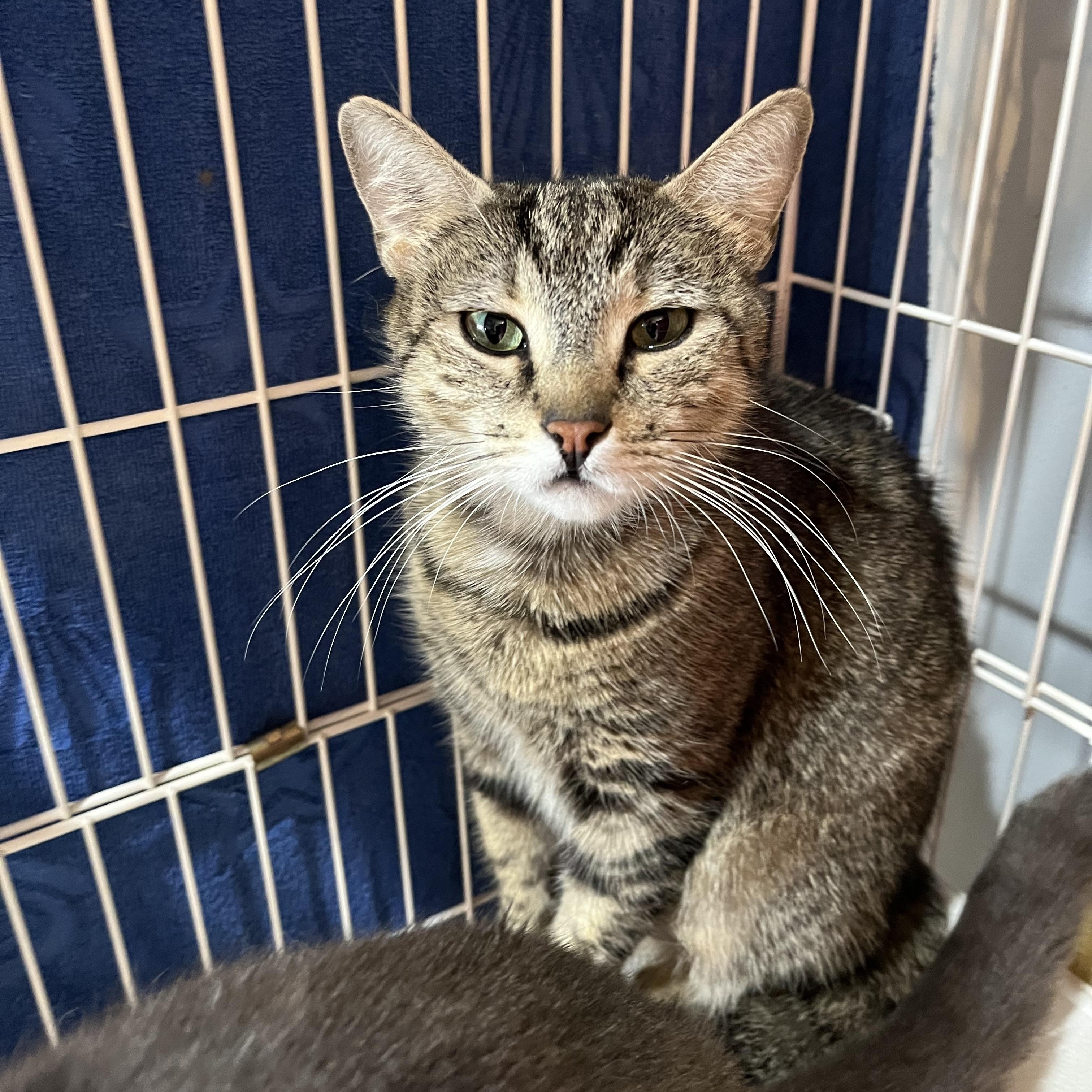 Michelle, an adopted Domestic Short Hair in Salisbury, MA image 4/5