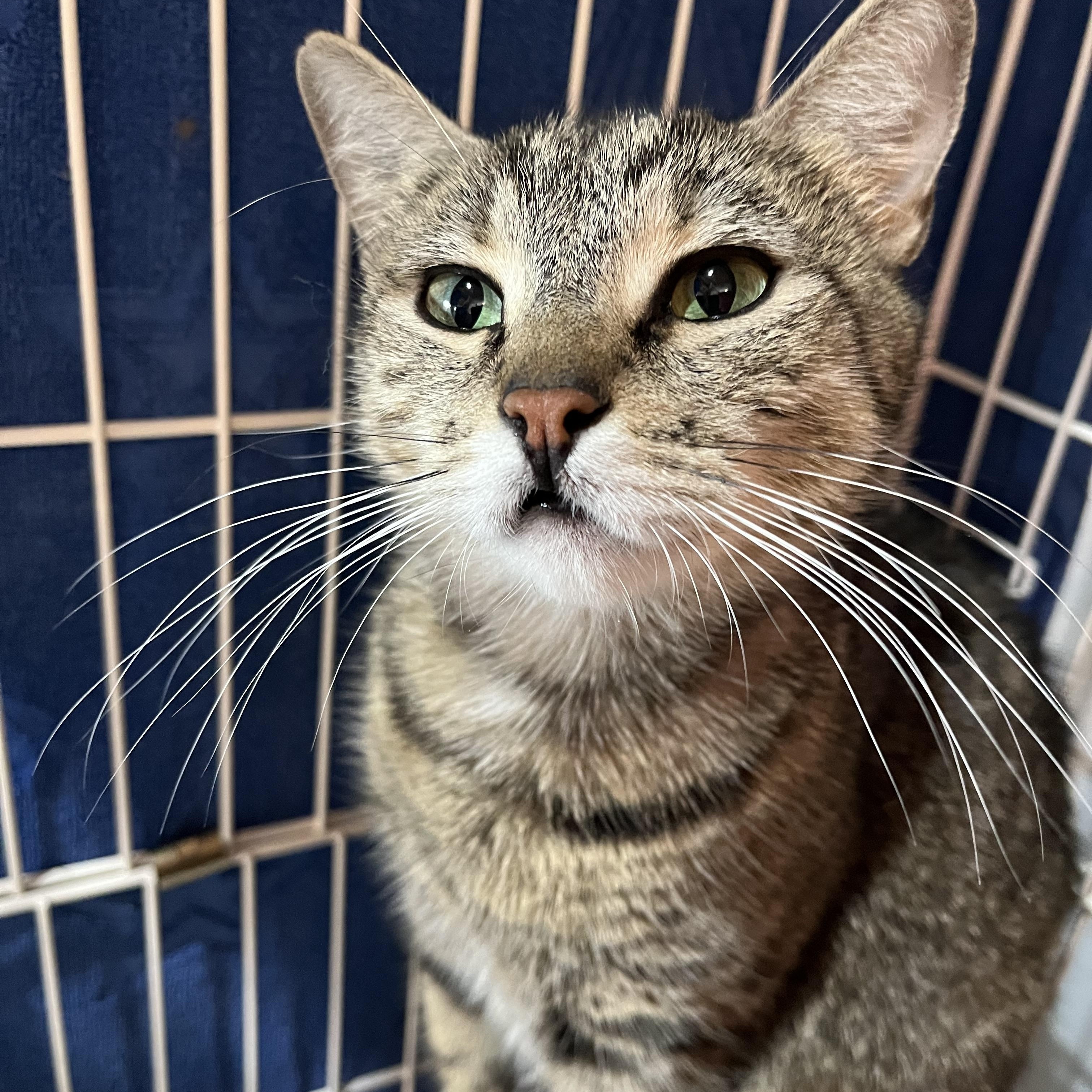 Michelle, adopted, Adult Female Domestic Short Hair.