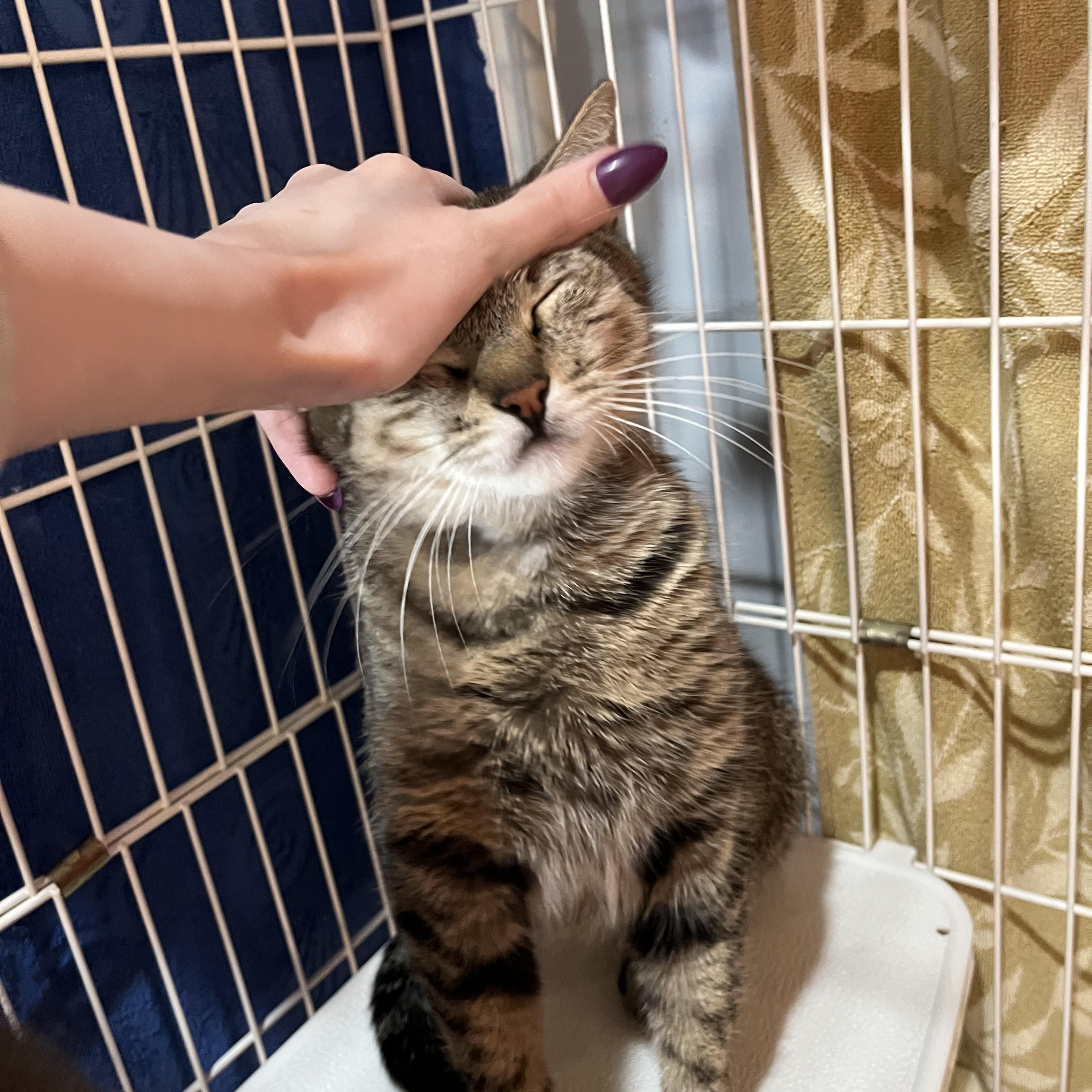 Michelle, an adopted Domestic Short Hair in Salisbury, MA image 3/5