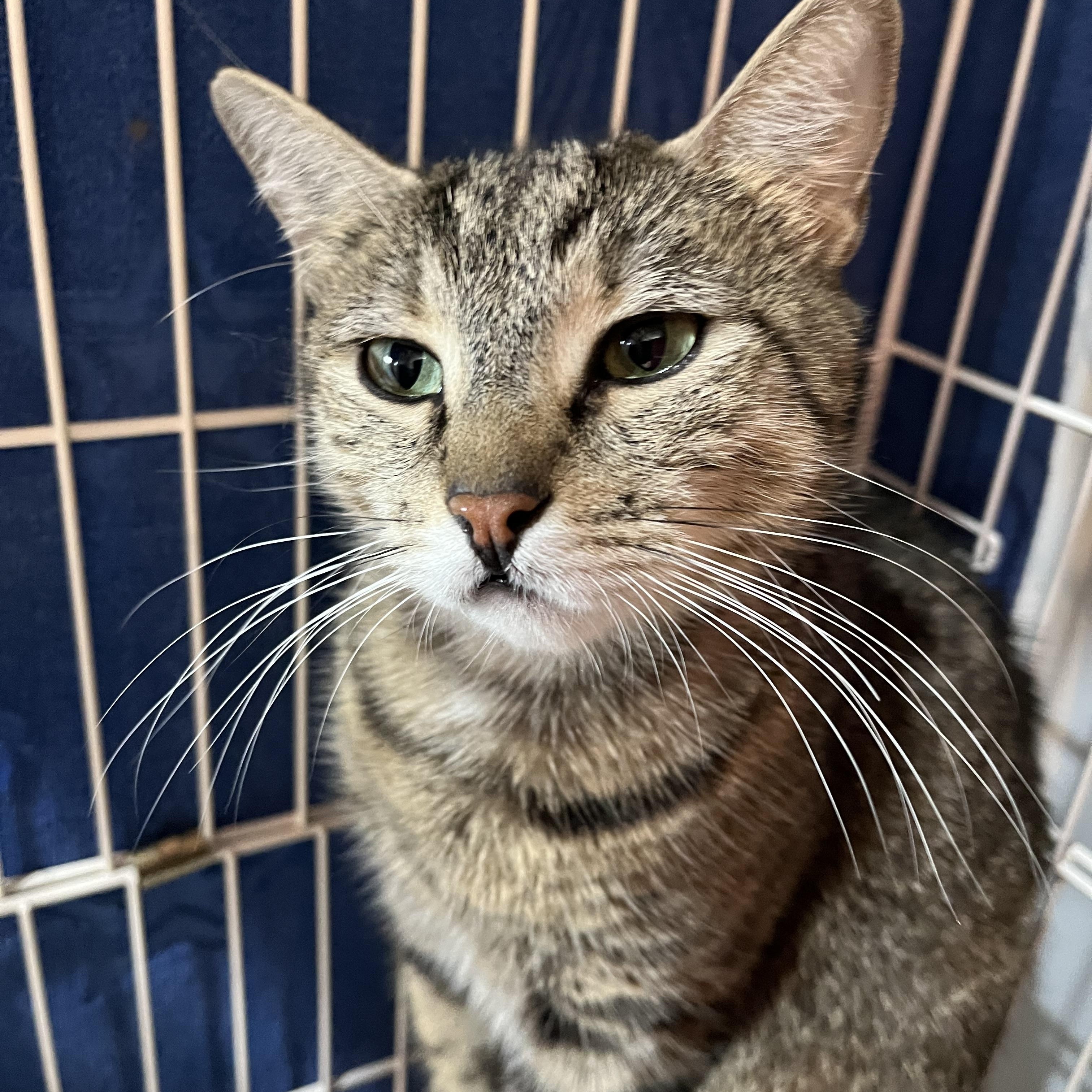 Michelle, an adopted Domestic Short Hair in Salisbury, MA image 5/5