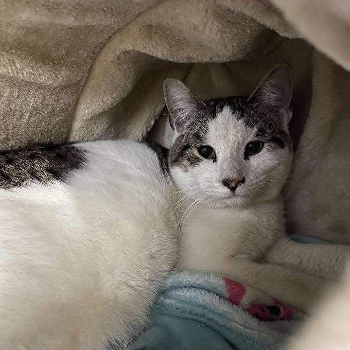 Herbie, ADOPTABLE, Young Male Domestic Short Hair.