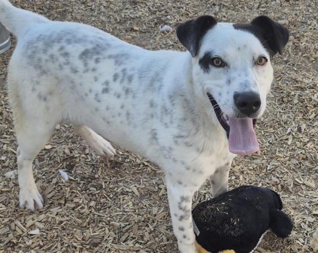Enlarge SILAS, a Adoptable mixed breed in Albuquerque, NM image 1/1