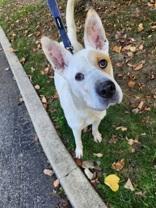 Enlarge Cheryl, a Adoptable Australian Cattle Dog / Blue Heeler in Indianapolis, IN image 1/1