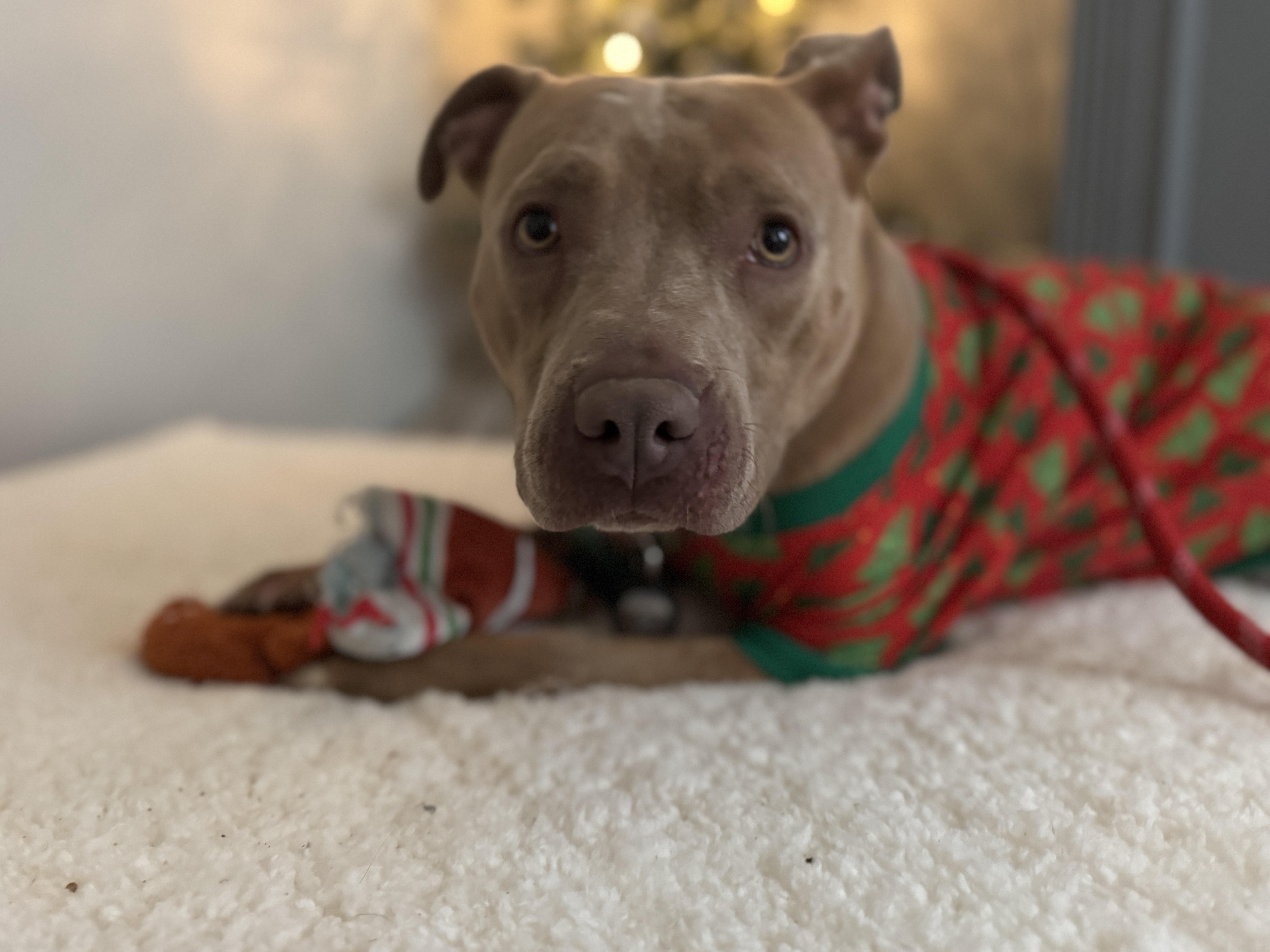 Enlarge Nala, a Adoptable Pit Bull Terrier in Milford, OH image 1/4