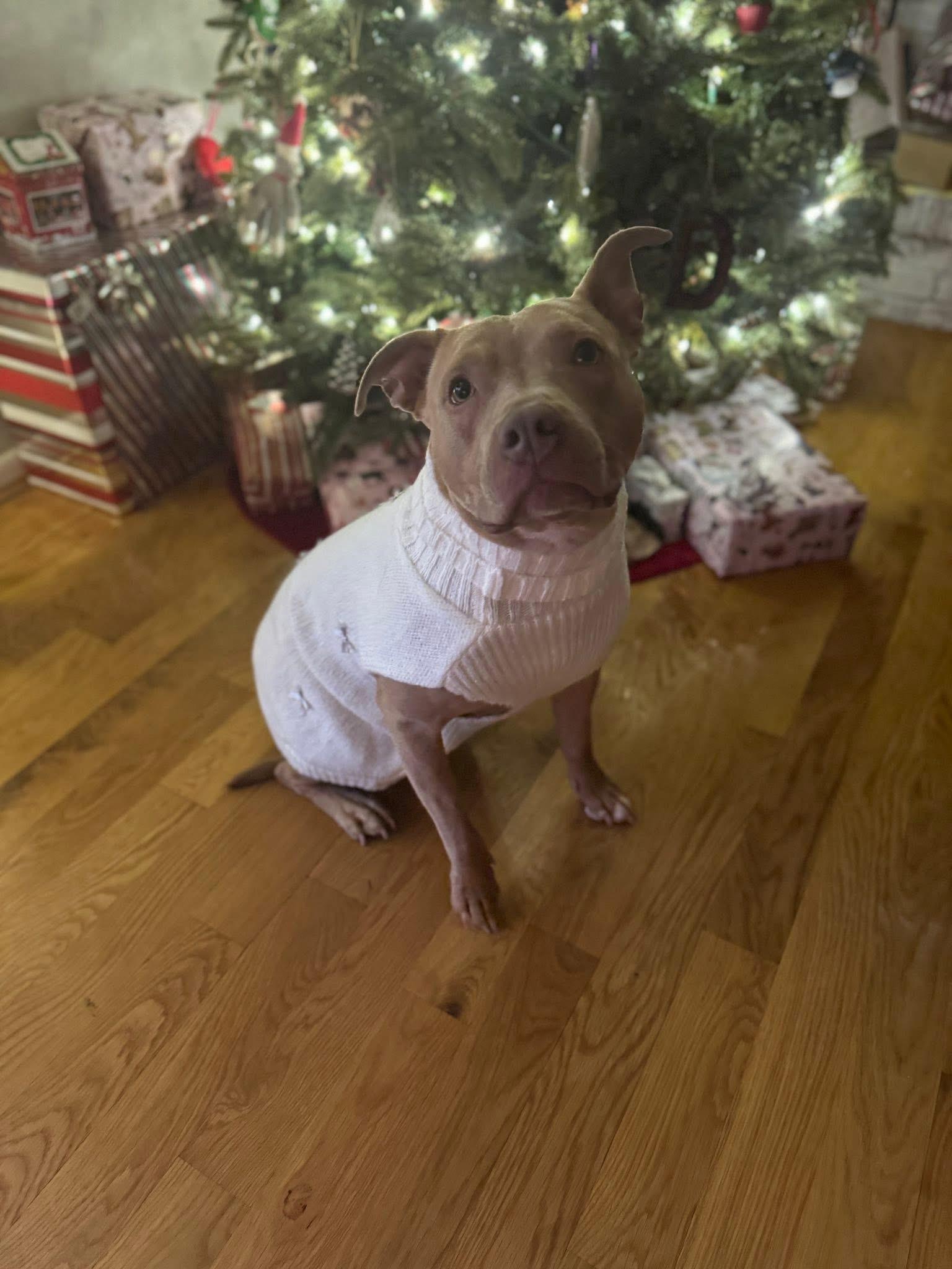 Enlarge Nala, a Adoptable Pit Bull Terrier in Milford, OH image 3/5