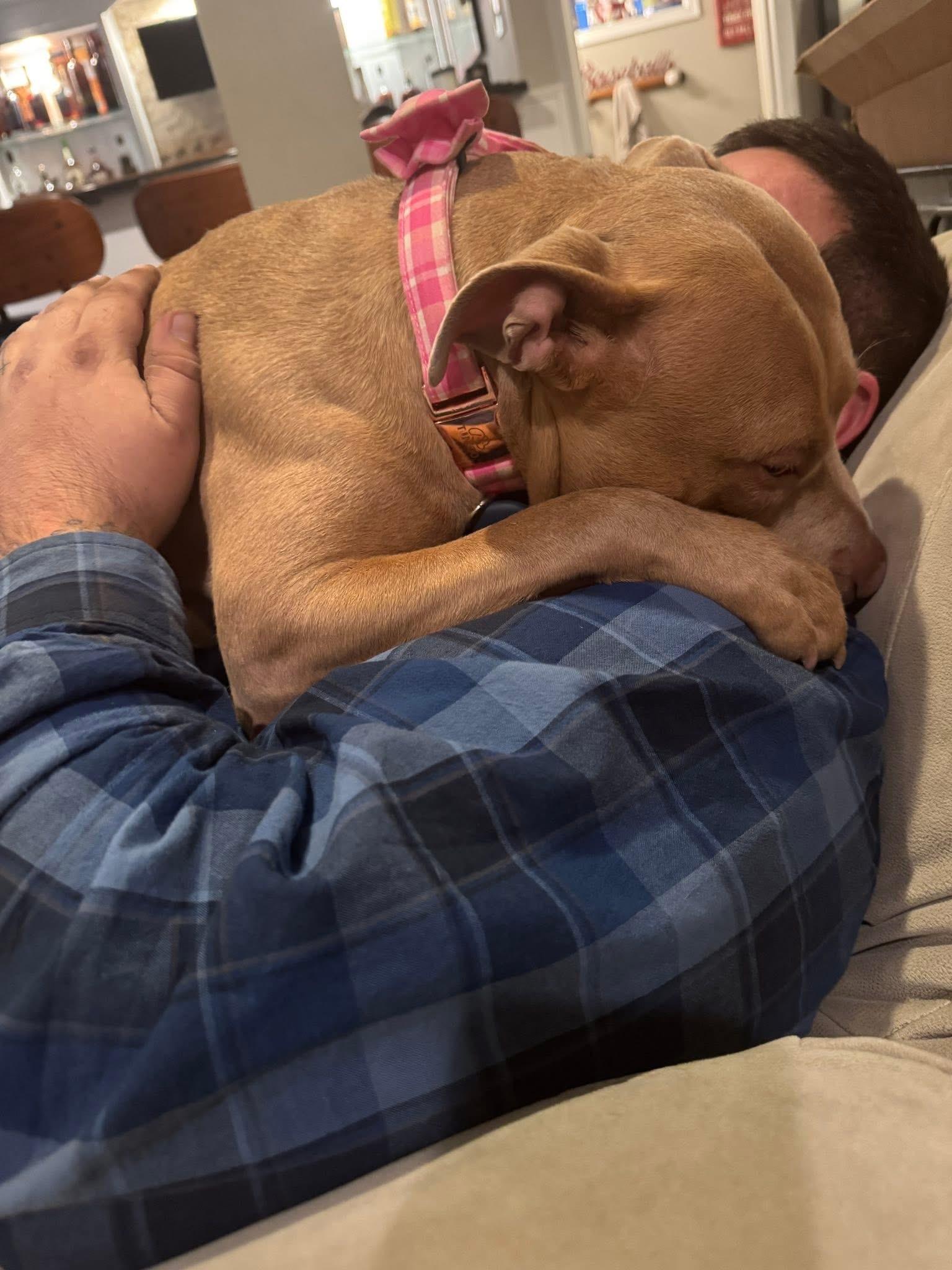 Enlarge Nala, a Adoptable Pit Bull Terrier in Milford, OH image 4/5