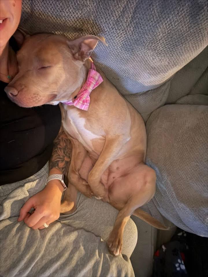 Nala, Adoptable, Young Female Pit Bull Terrier.