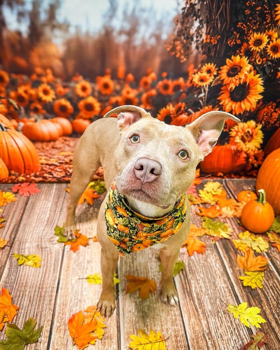 Nala, Adoptable, Young Female Pit Bull Terrier.