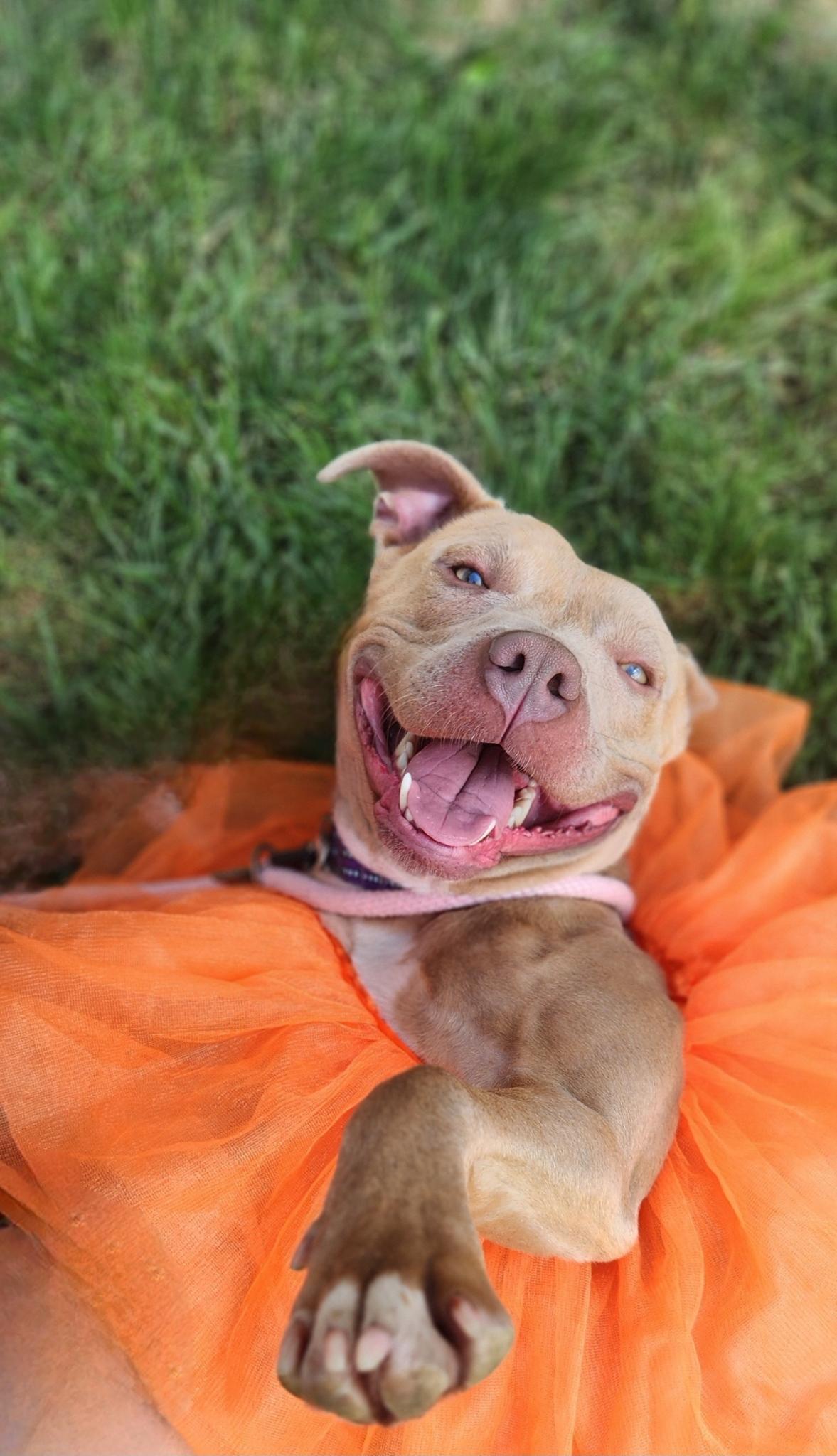 Enlarge Nala, a Adoptable Pit Bull Terrier in Milford, OH image 2/4