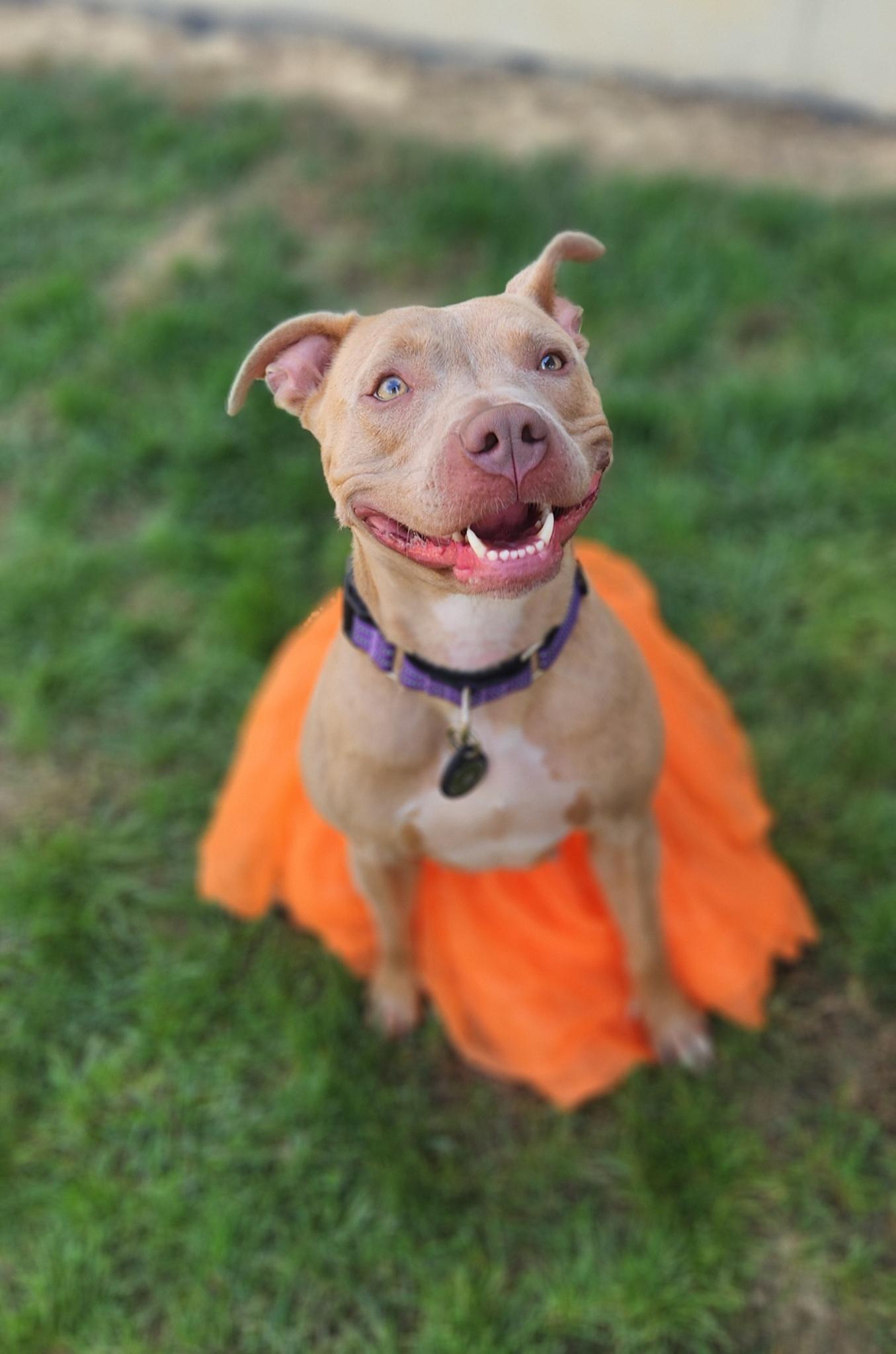 Enlarge Nala, a Adoptable Pit Bull Terrier in Milford, OH image 3/4