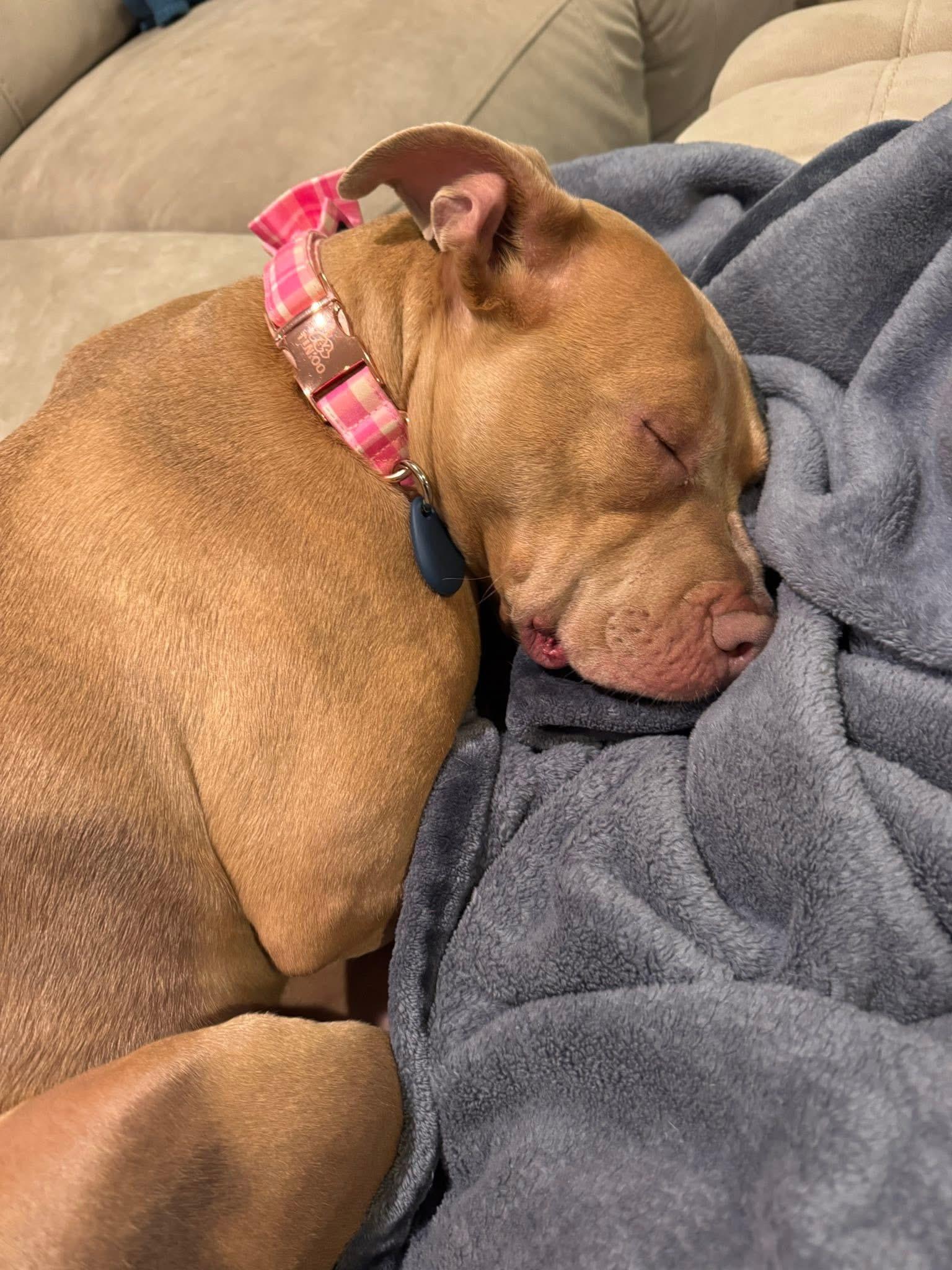 Enlarge Nala, a Adoptable Pit Bull Terrier in Milford, OH image 5/5