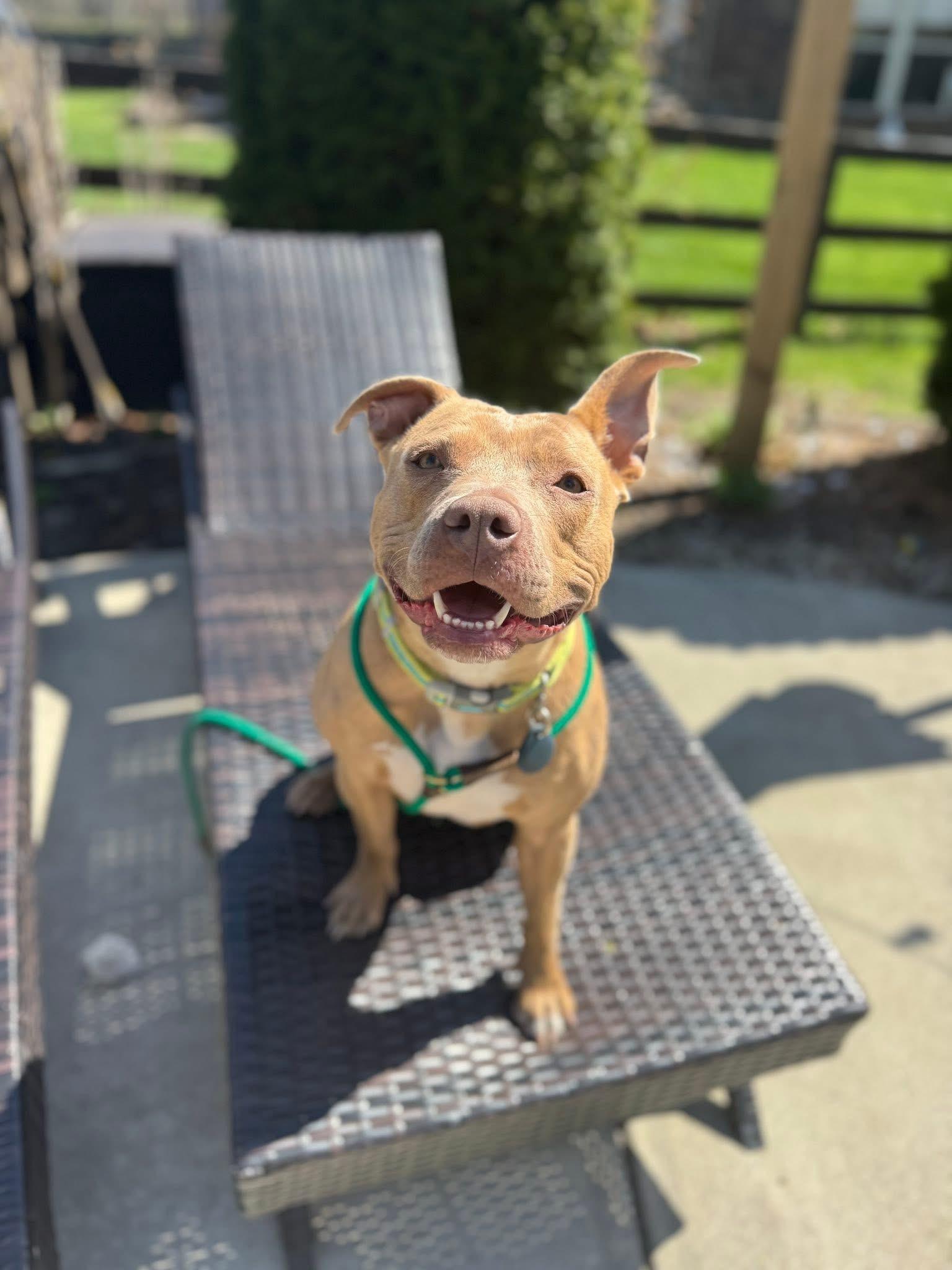 Nala, Adoptable, Young Female Pit Bull Terrier.