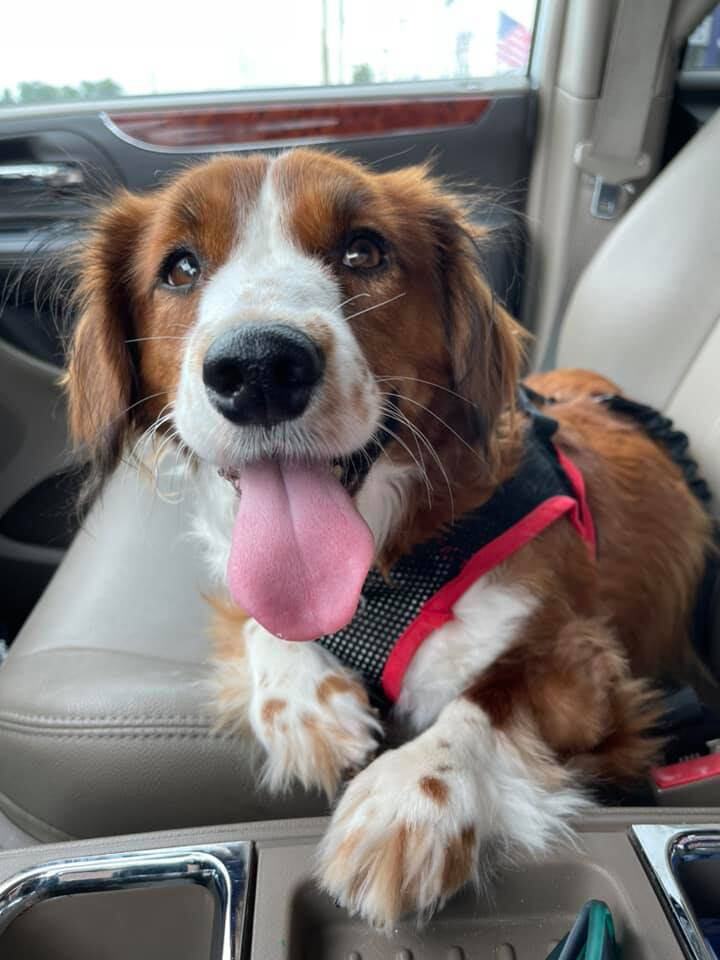 Paisley, Adopted, Young Female Cocker Spaniel.