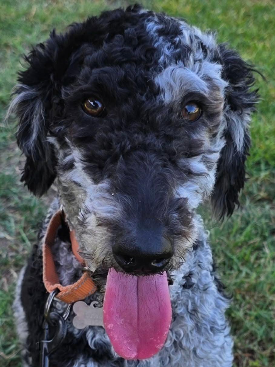 Ozzie-Doodle, ADOPTABLE, Young Male Aussiedoodle.