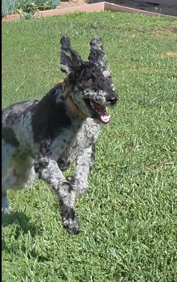 Ozzie-Doodle, a ADOPTABLE Aussiedoodle in Sunset Beach , CA image 6/6
