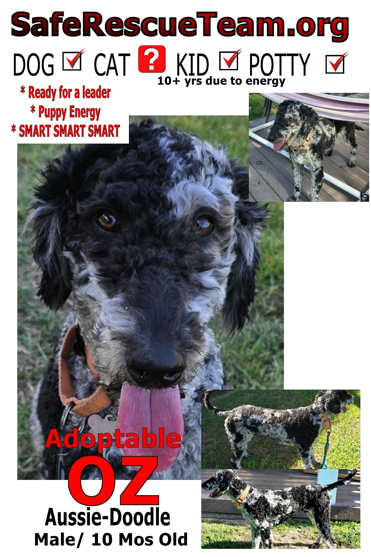 Ozzie-Doodle, a ADOPTABLE Aussiedoodle in Sunset Beach , CA image 3/6