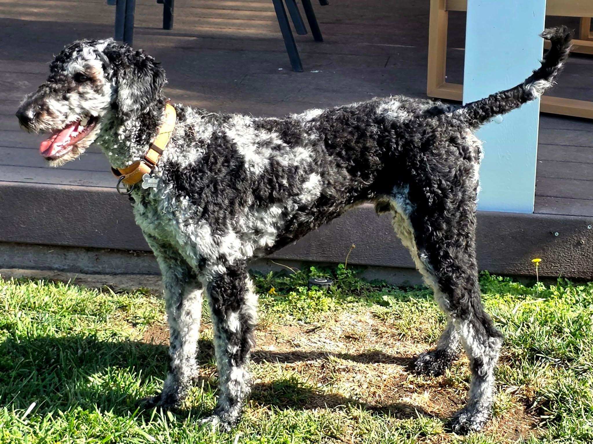 Ozzie-Doodle, a ADOPTABLE Aussiedoodle in Sunset Beach , CA image 4/6