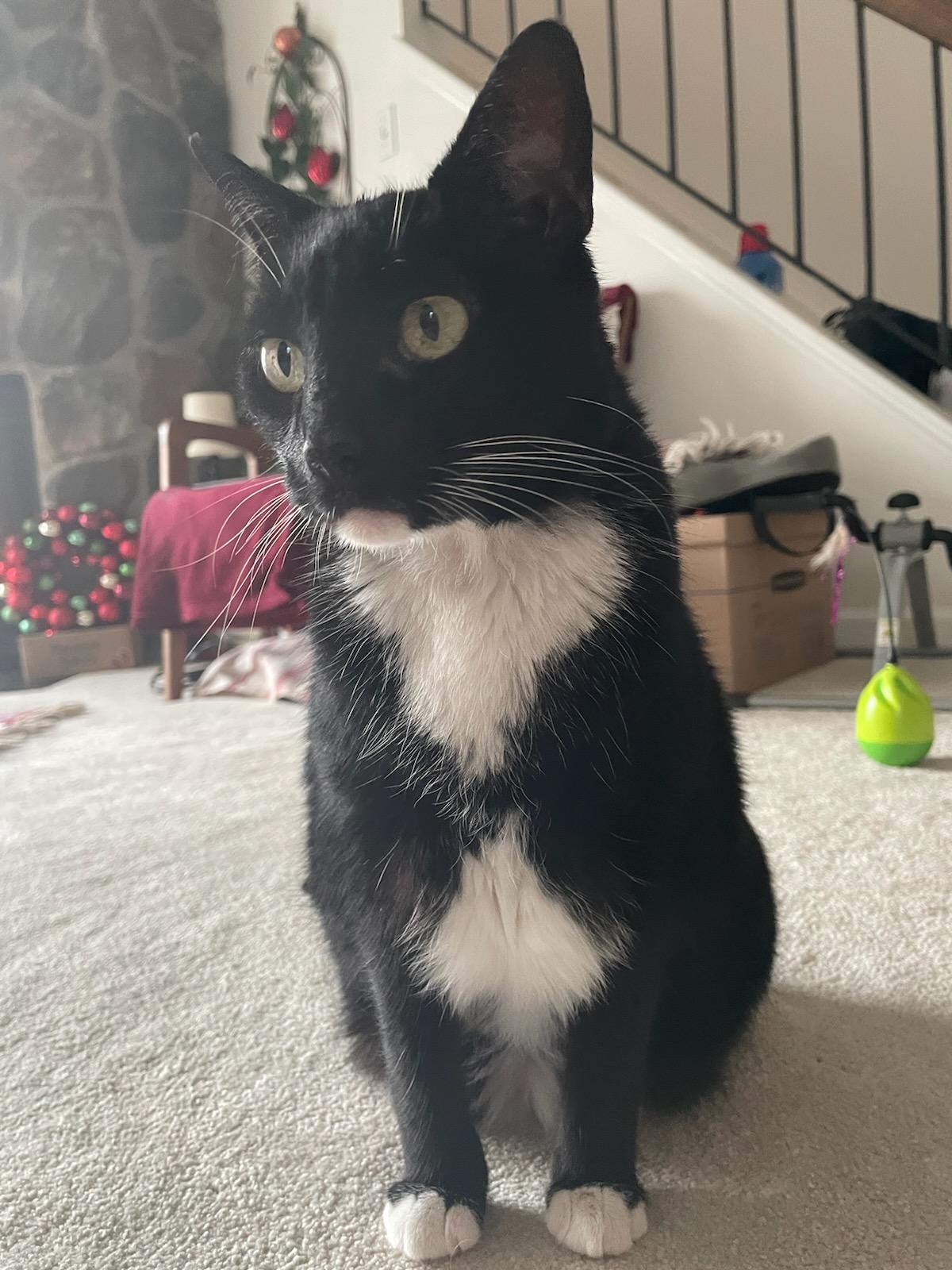 Enlarge SPARKLE, a Adoptable Domestic Short Hair in Beltsville, MD image 2/6