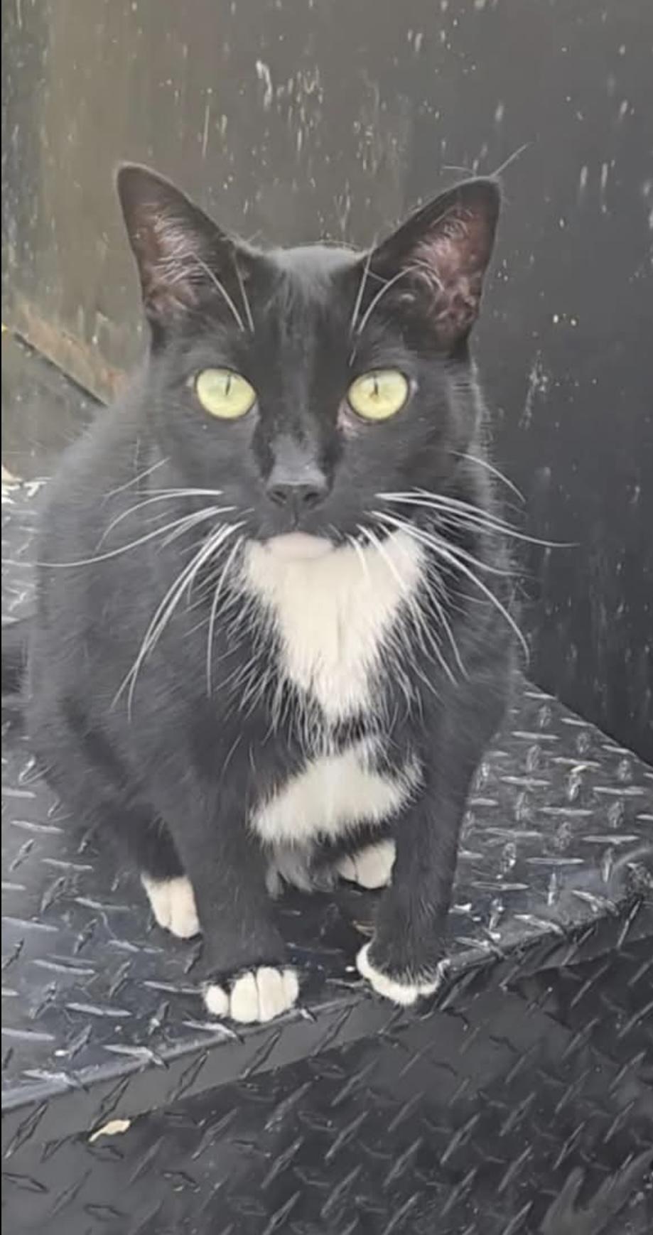 Enlarge SPARKLE, a Adoptable Domestic Short Hair in Beltsville, MD image 3/6