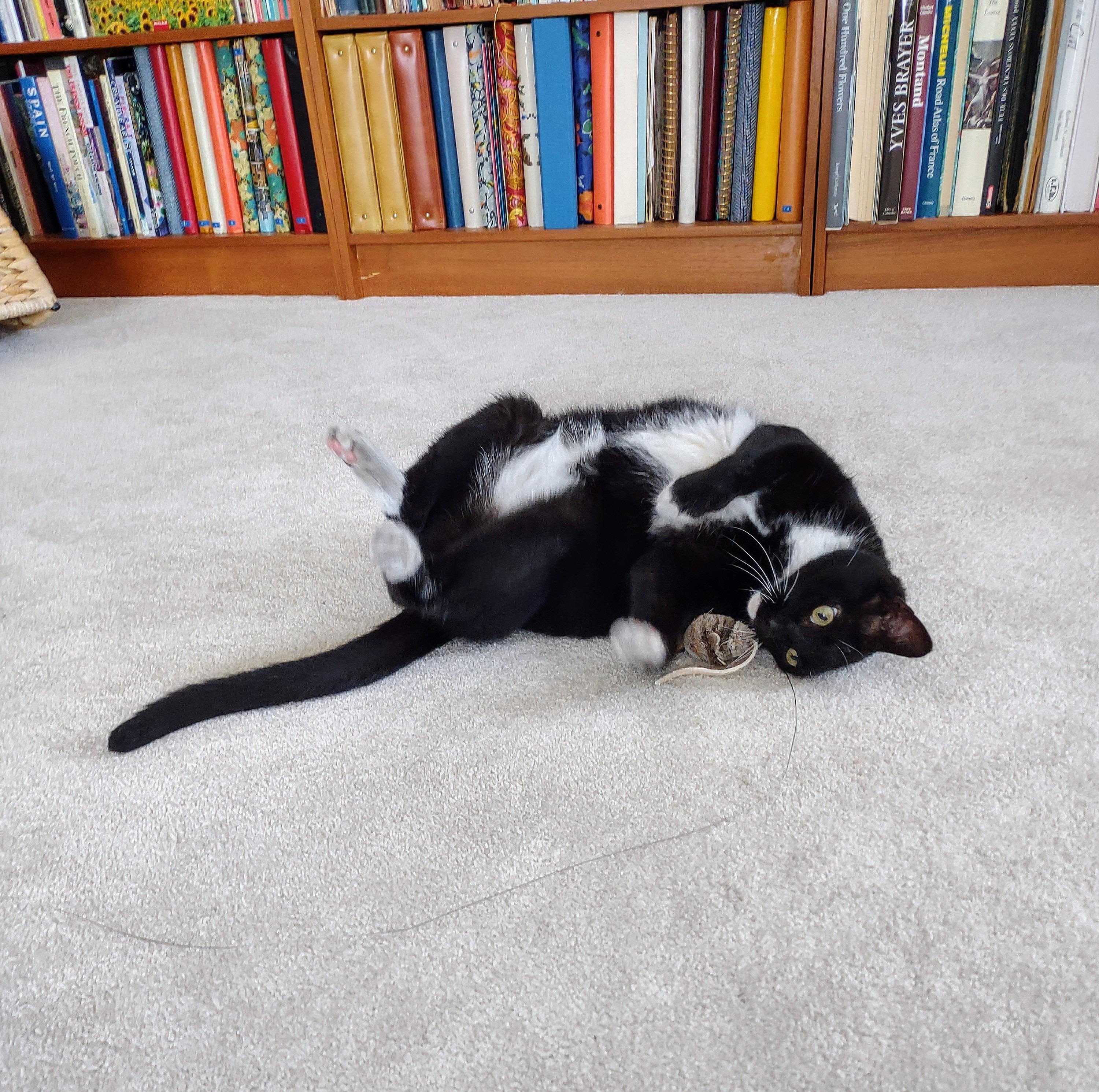 SPARKLE, Adoptable, Senior Female Domestic Short Hair.