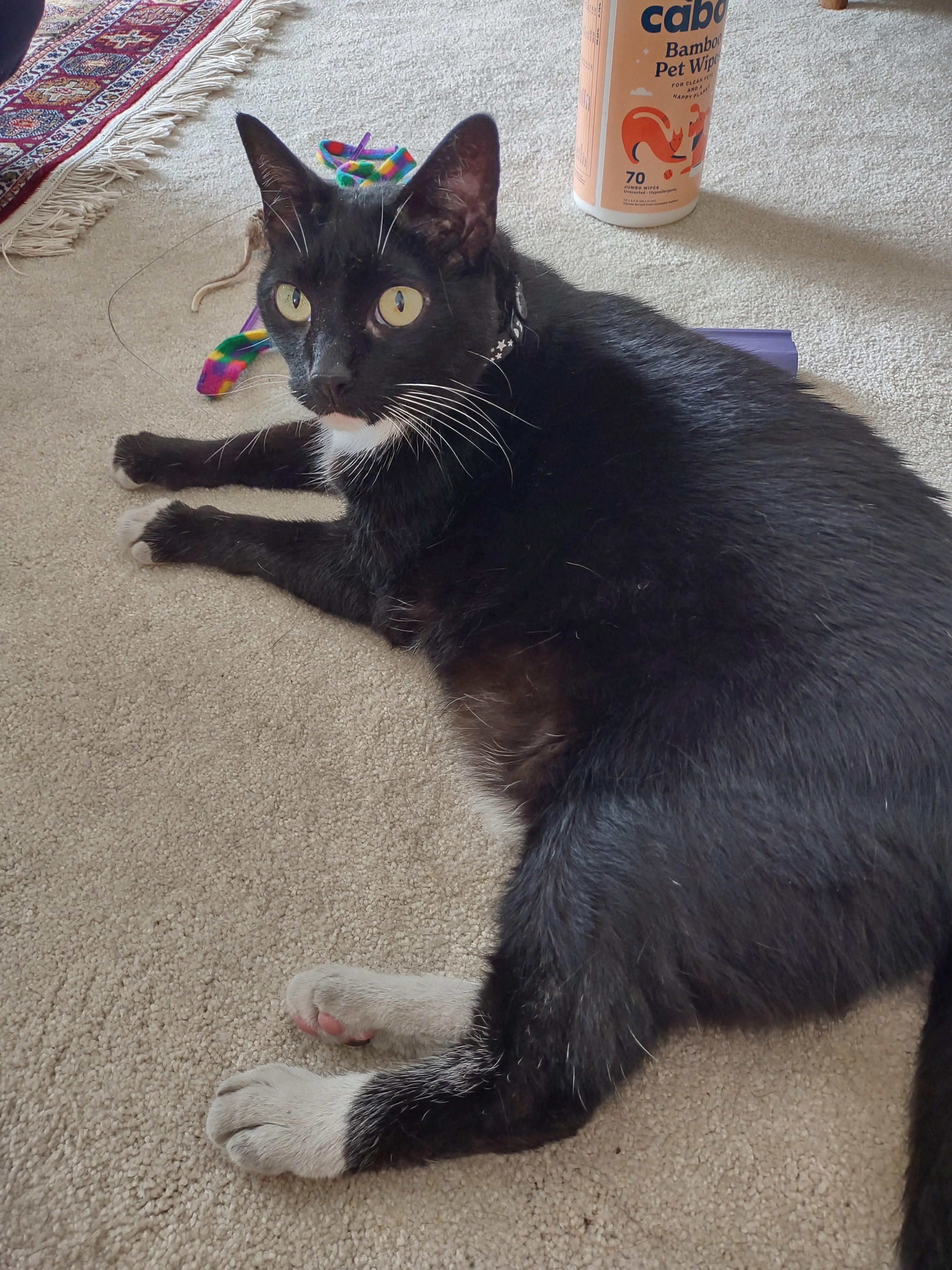 Enlarge SPARKLE, a Adoptable Domestic Short Hair in Beltsville, MD image 5/6