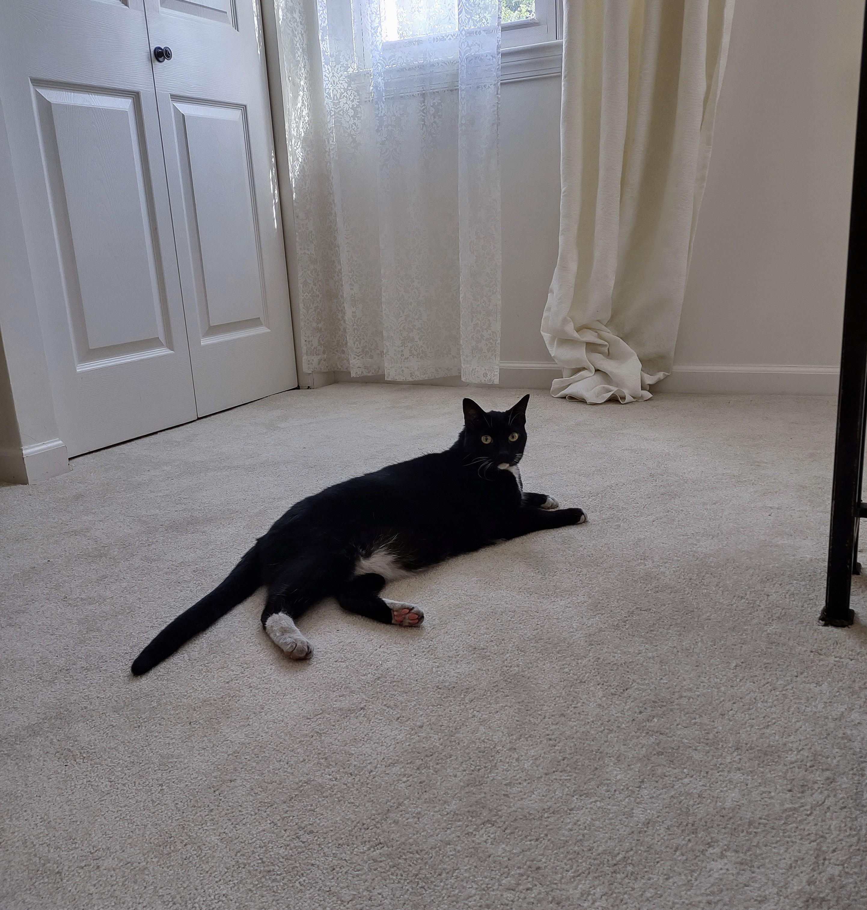 Enlarge SPARKLE, a Adoptable Domestic Short Hair in Beltsville, MD image 6/6