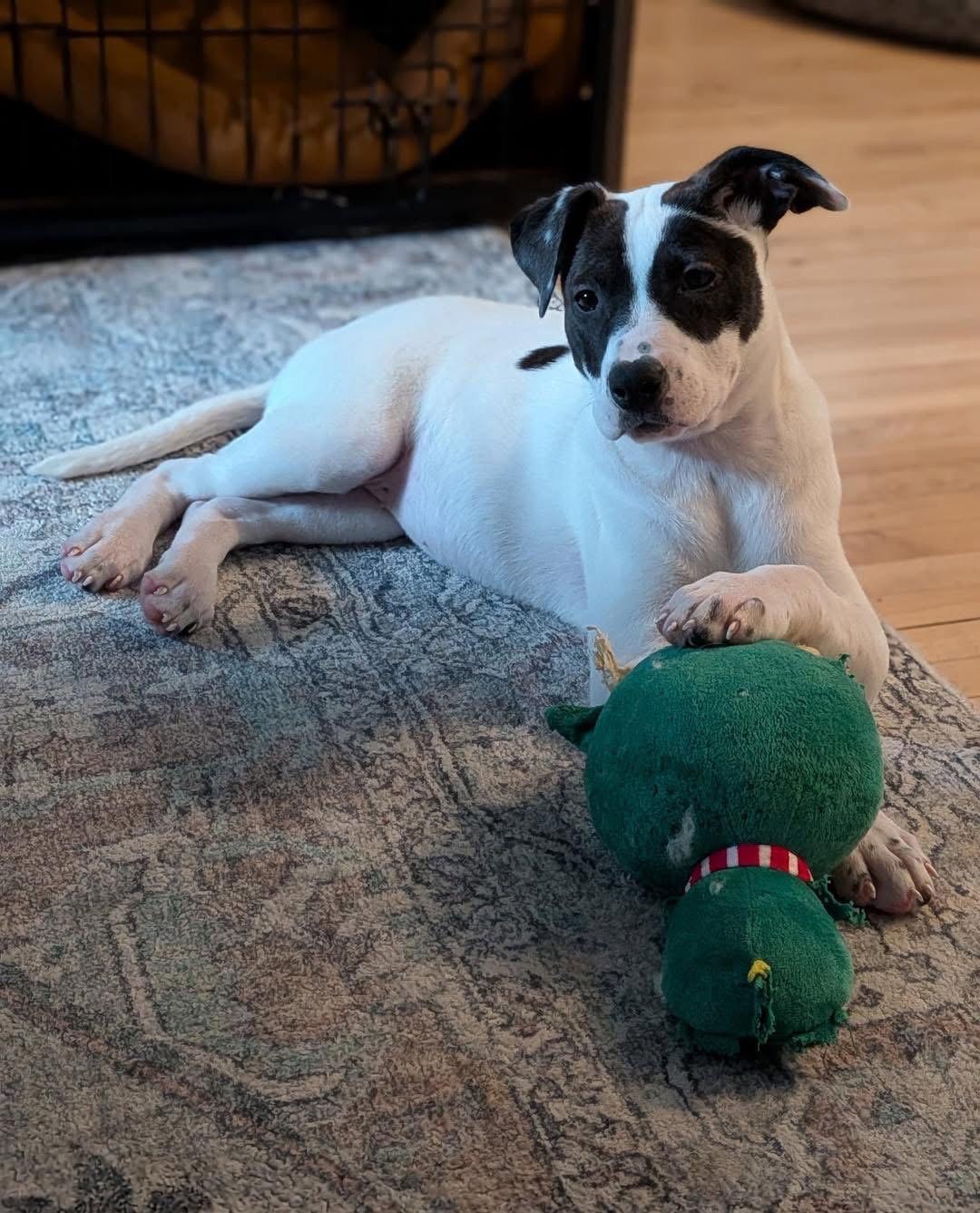 Enlarge Thora, a Adoptable American Staffordshire Terrier in Duluth, MN image 1/3