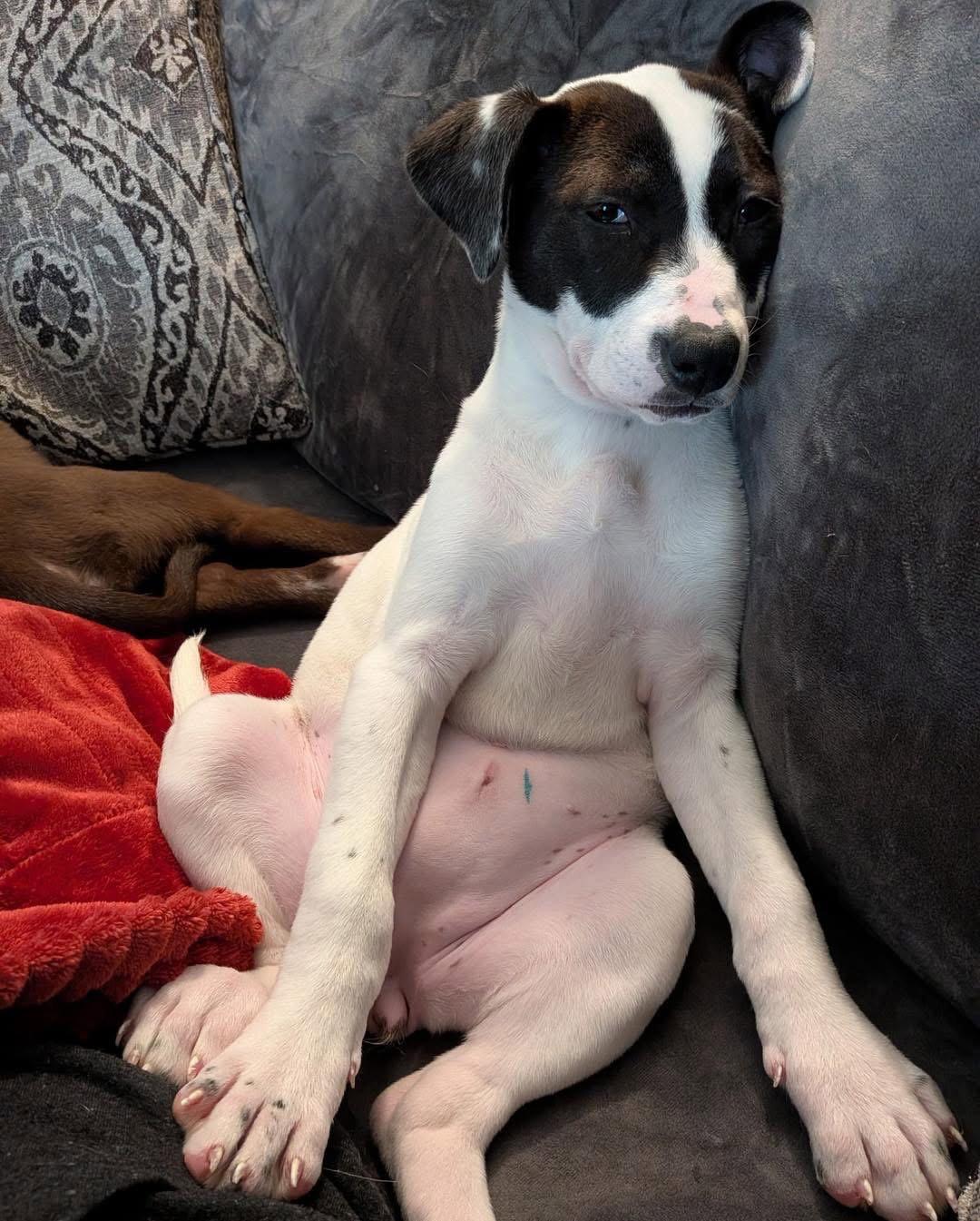 Enlarge Thora, a Adoptable American Staffordshire Terrier in Duluth, MN image 2/3