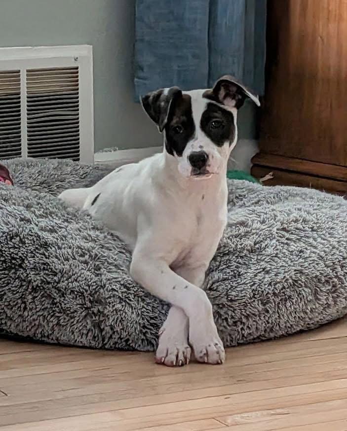 Enlarge Thora, a Adoptable American Staffordshire Terrier in Duluth, MN image 3/3
