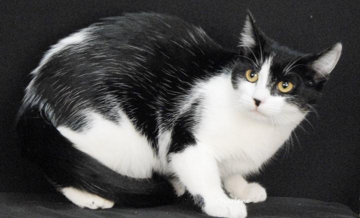 Maleficent, a ADOPTABLE Domestic Short Hair in Newland, NC image 2/2