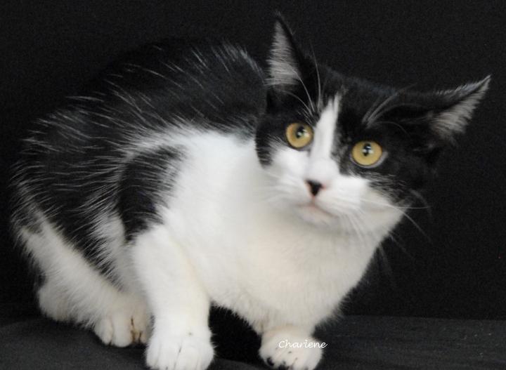 Maleficent, a ADOPTABLE Domestic Short Hair in Newland, NC image 1/2