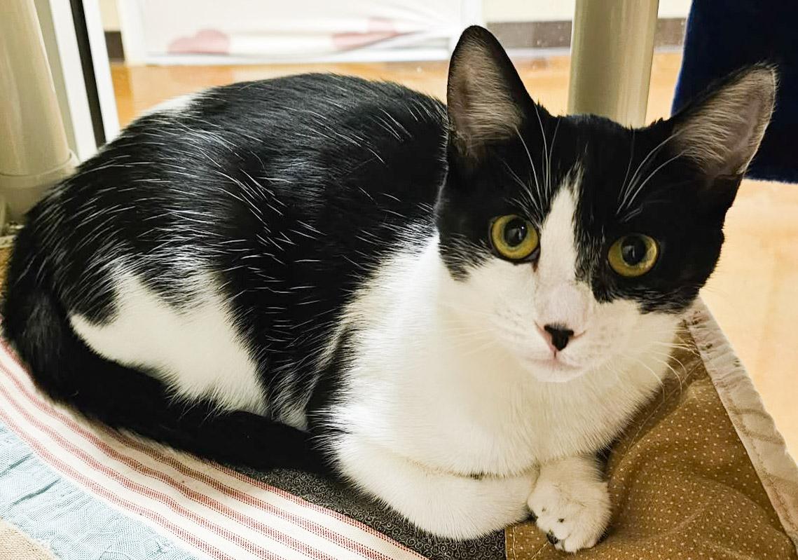 Maleficent, an adopted Domestic Short Hair in Newland, NC image 1/2