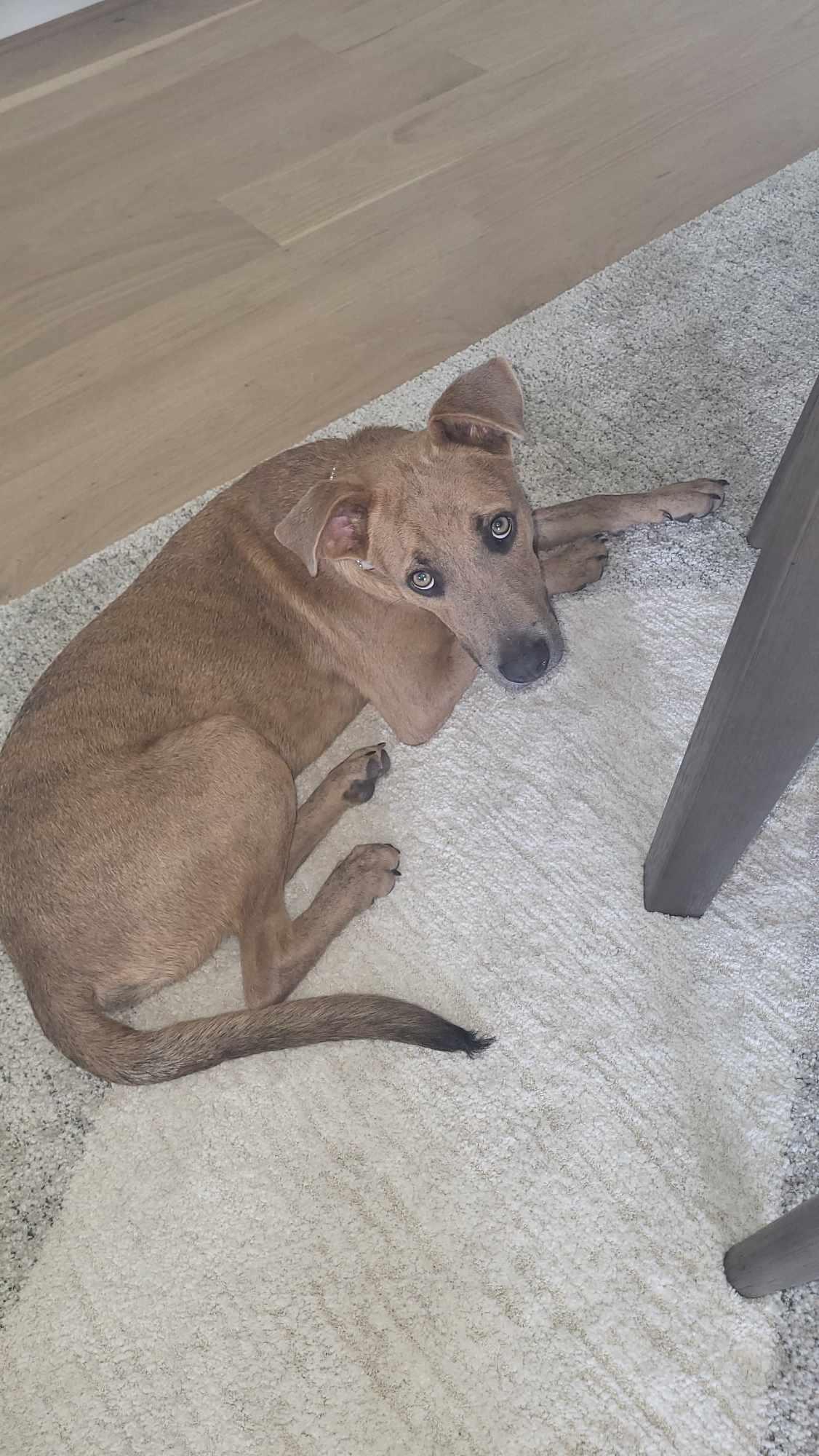 Rocky — thumbnail 2