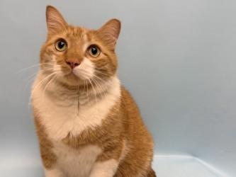 Milo, Adoptable, Adult Male Domestic Short Hair & Domestic Short Hair.