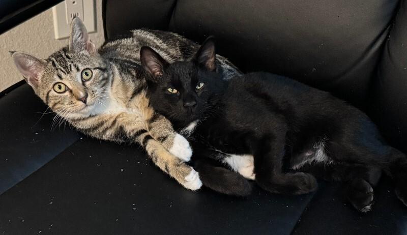 Moose, Adoptable, Young Male Domestic Short Hair.