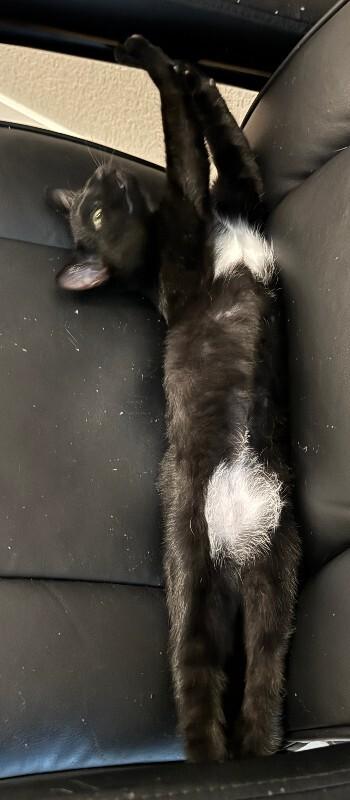 Enlarge Moose, a Adoptable Domestic Short Hair in Fort Collins, CO image 2/4