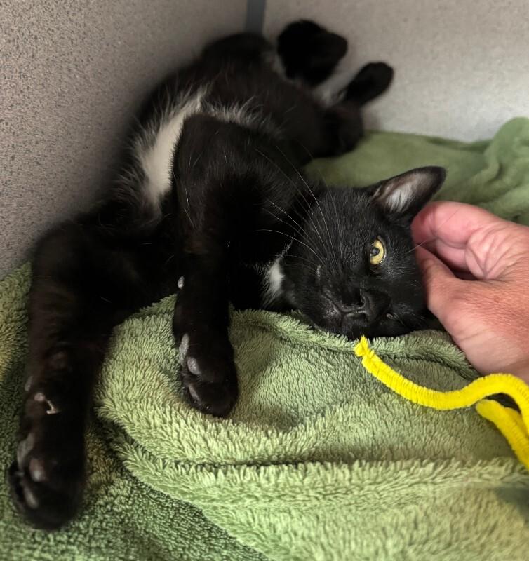 Enlarge Moose, a Adoptable Domestic Short Hair in Fort Collins, CO image 3/4