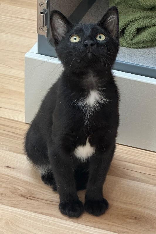 Enlarge Moose, a Adoptable Domestic Short Hair in Fort Collins, CO image 4/4