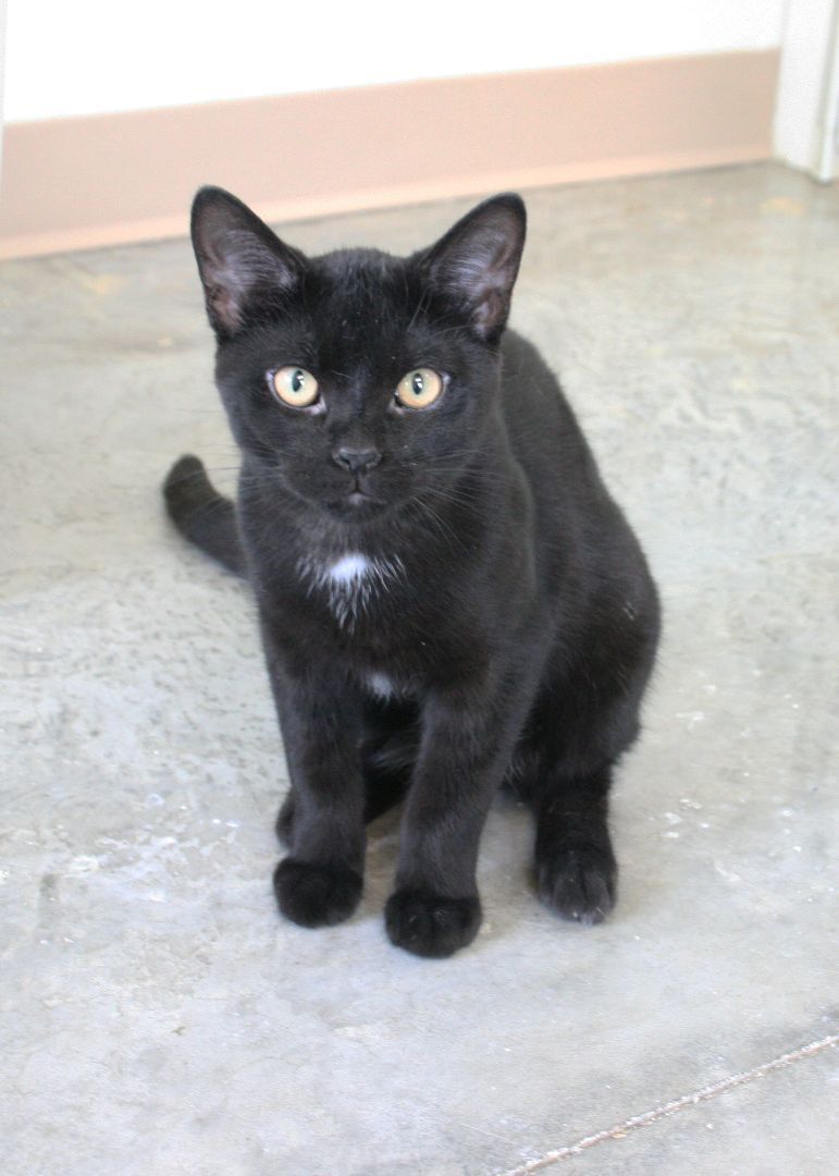 Zion, Adoptable, Adult Male Domestic Short Hair.