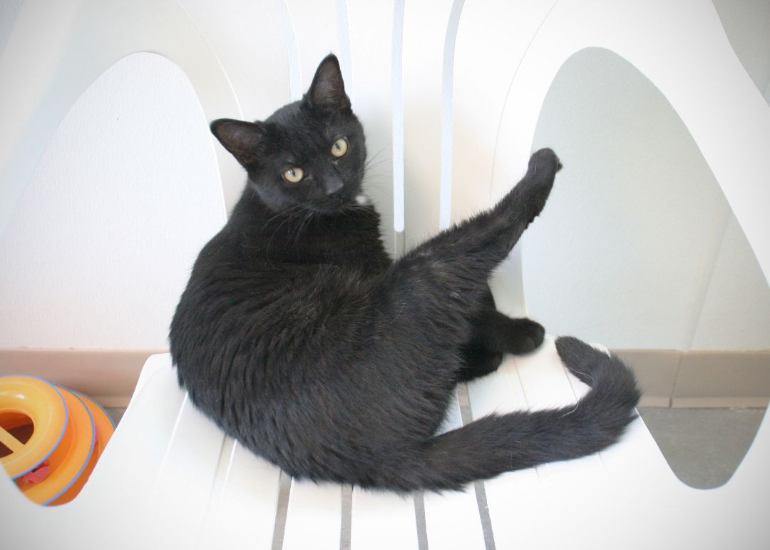 Zion, a Adoptable Domestic Short Hair in Geneseo, IL image 2/4