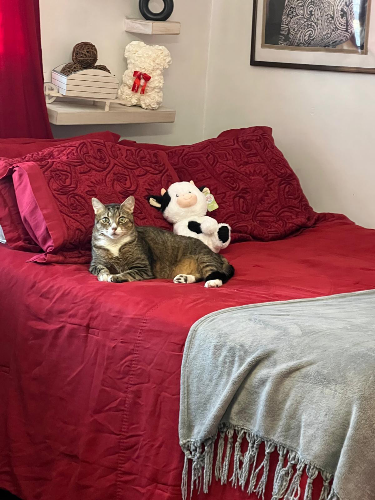 Enlarge Cobo, a ADOPTABLE American Shorthair in Weehawken, NJ image 3/5