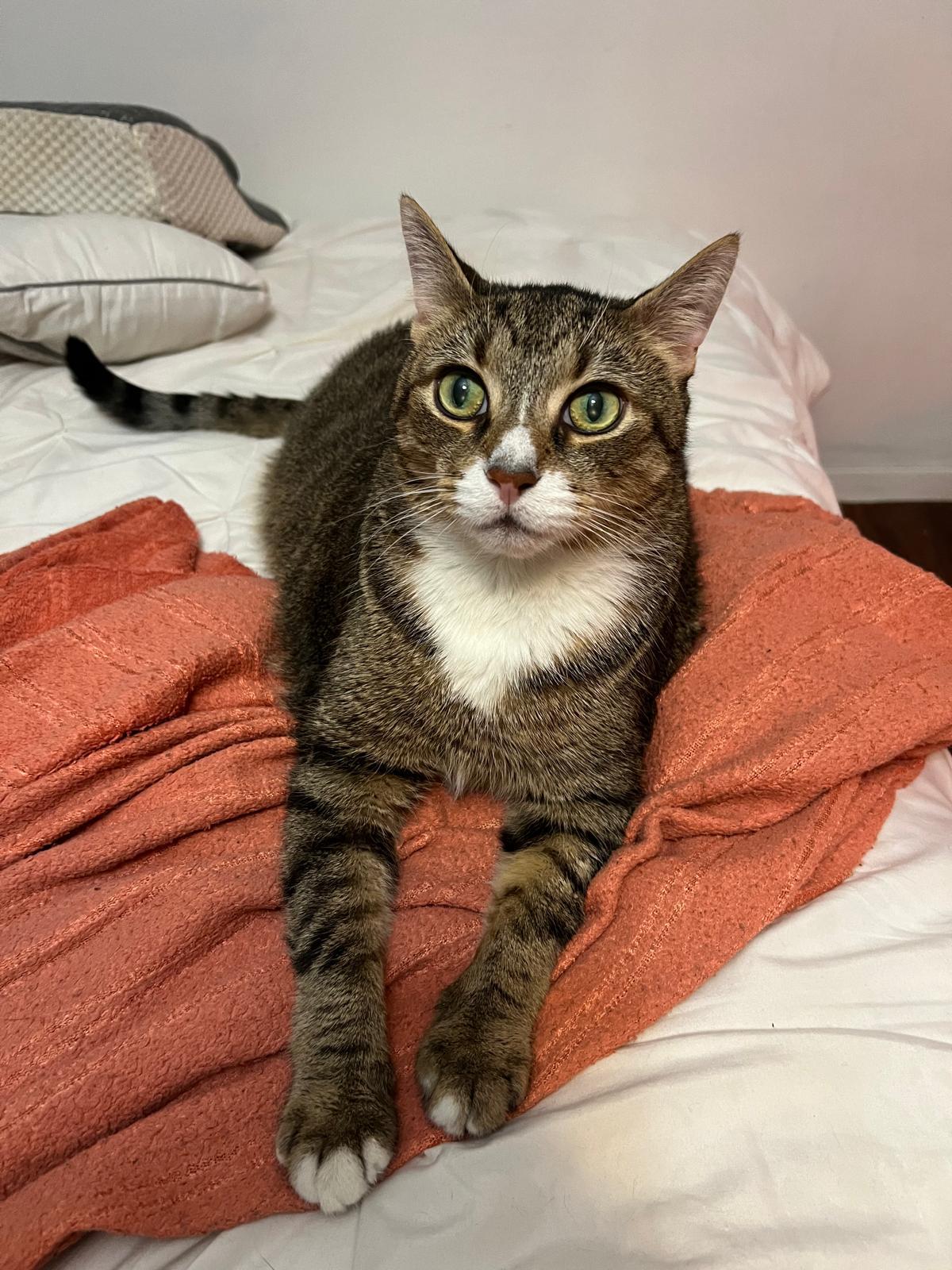 Enlarge Cobo, a ADOPTABLE American Shorthair in Weehawken, NJ image 4/5